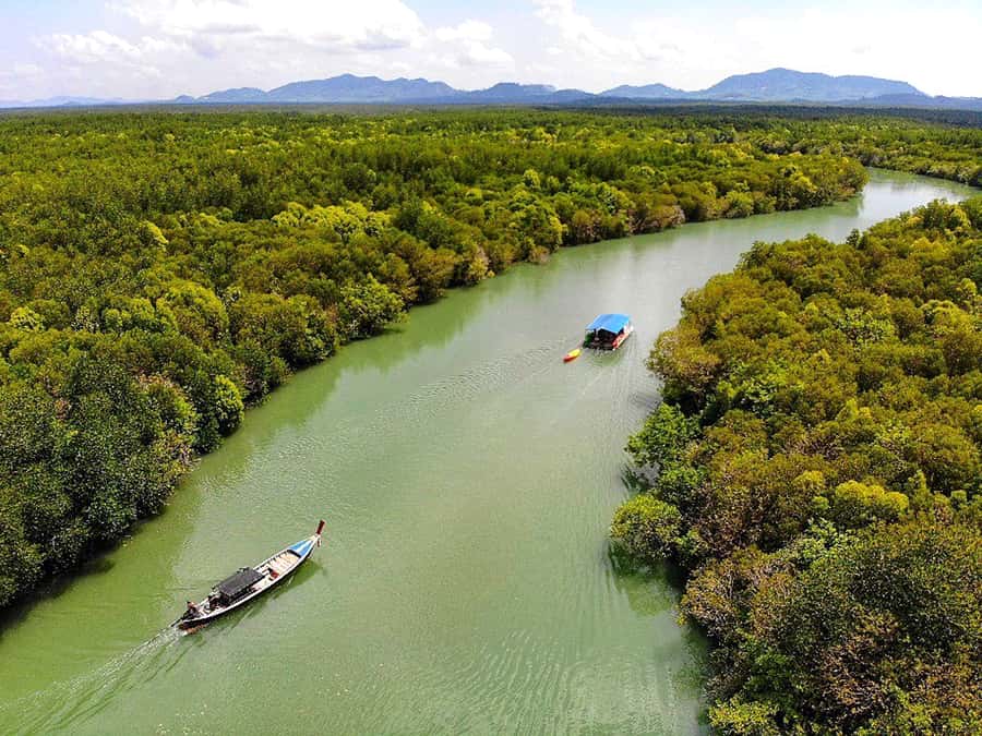 Ko Lanta: Mangrove Forest Boat Tour with Lunch or Dinner - Ko Lanta Mangrove Forest: why this longtail boat ride feels different