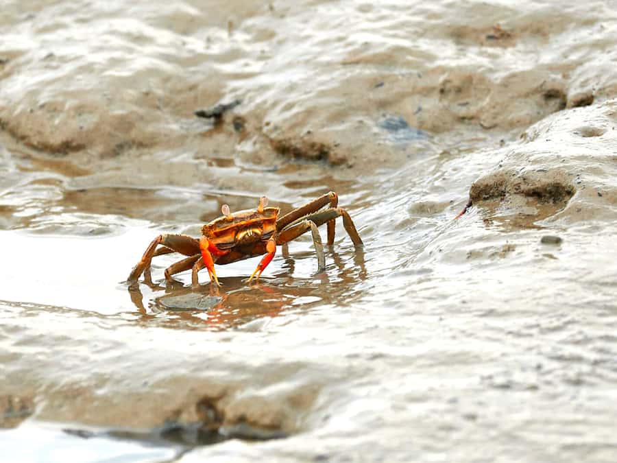 Ko Lanta: Mangrove Forest Boat Tour with Lunch or Dinner - Who this tour fits best (and who should skip it)