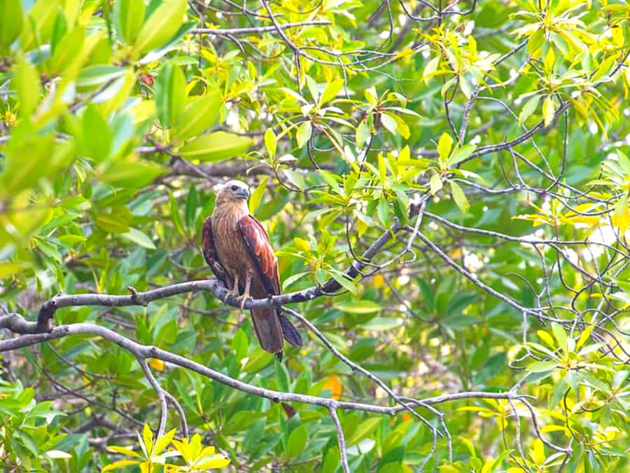 Ko Lanta: Mangrove Forest Boat Tour with Lunch or Dinner - The longtail boat ride from Tung Yee Peng: what the guide helps you notice