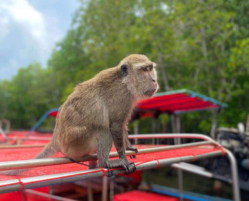 Ko Lanta: Mangrove Forest Kayak & Wildlife Adventure - What the English-Speaking Guide Adds (and When You Might Wish for More)