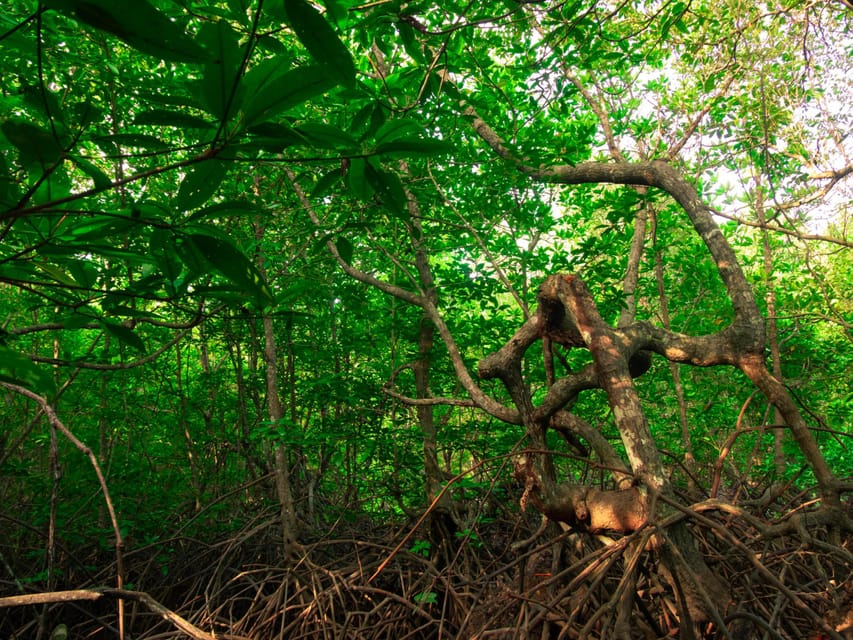 Ko Lanta: Mangrove Forest Kayak & Wildlife Adventure - The Short Restaurant Stop and Seasonal Fruit
