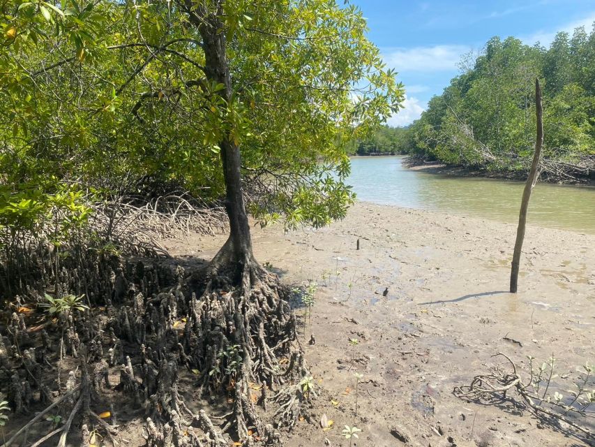 Ko Lanta: Mangrove Kayaking, Ko Talabeng, & Skull Island - Wildlife spotting on the seashore forest route