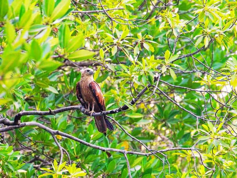 Ko Lanta: Mangrove Kayaking with Lunch and Hotel Transfer - Entrance fees: the one extra cost to plan for
