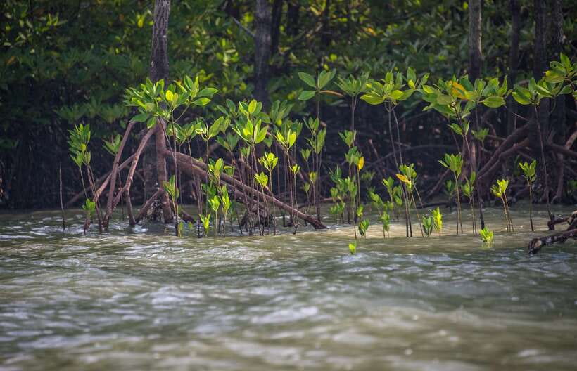 Ko Lanta: Mangrove Kayaking with Lunch and Hotel Transfer - Value for money: why this feels like a good deal