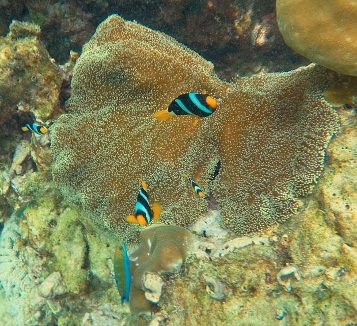 Ko Lanta: Phi Phi Day Trip by Speed Boat - Monkey Bay snorkeling: fish, gear, and what “one hour” really means