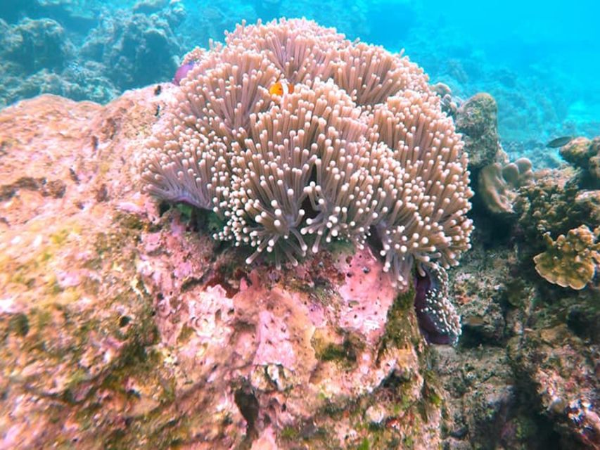 Ko Lanta: Private Longtail Rok Island Snorkeling Day Trip - Price and value: $329 per group up to 2, plus the park fee you must budget