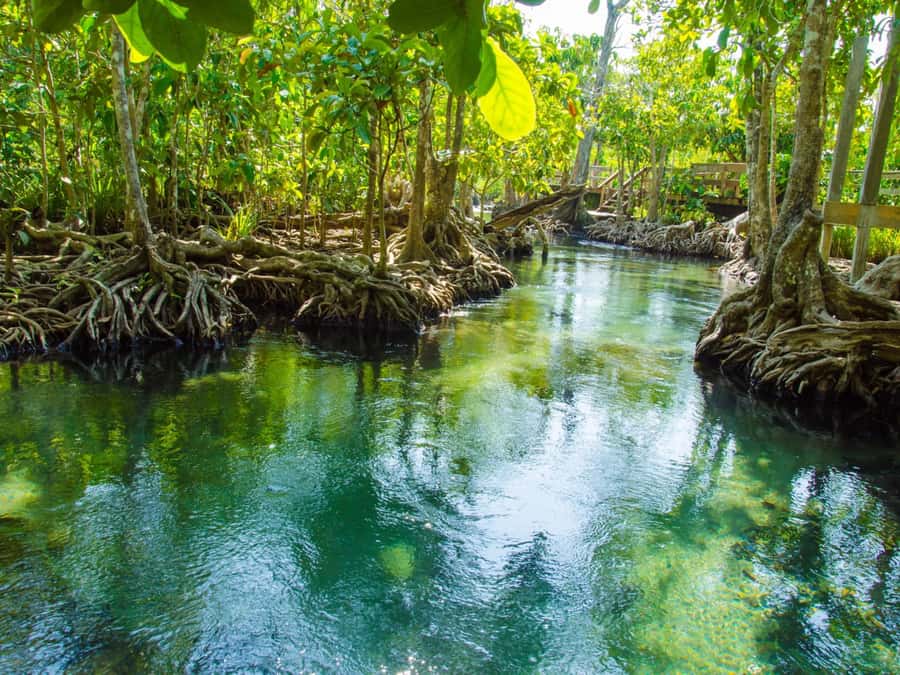 Ko Lanta: Private Mangrove Kayaking & Cave Exploration Tour - The monkey moment: feeding and photos, but keep it guided
