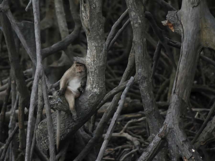Ko Lanta: Private Mangrove Kayaking & Cave Exploration Tour - The jungle hikes and short stops before the cave