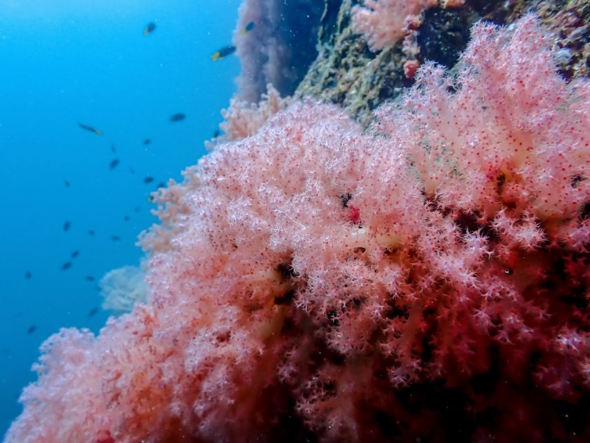 Ko Lanta: Private Snorkeling Tour at Ko Ma, Ko Ngai, Ko Mook - Price and value: what $276 for up to four really buys