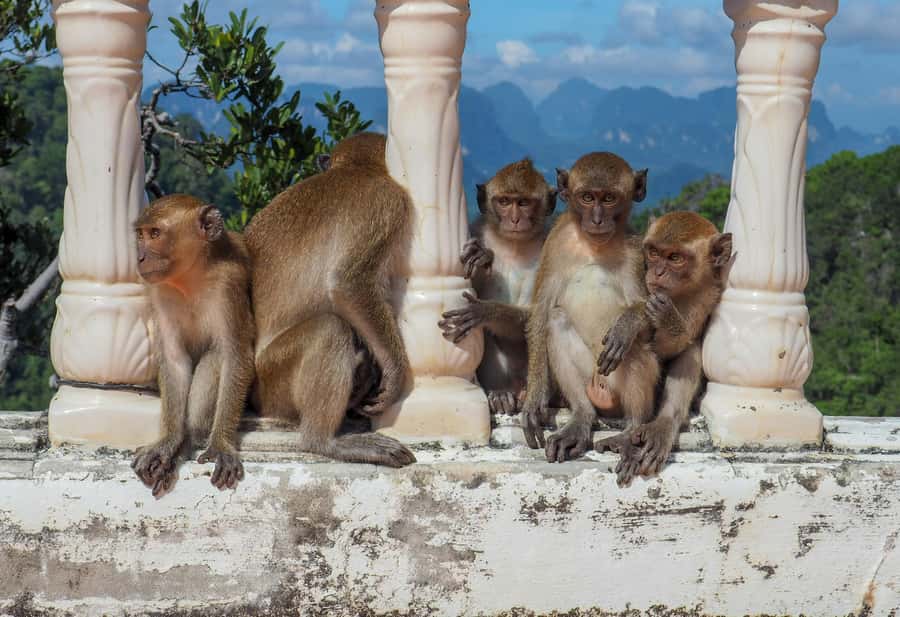 Ko Lanta: Private Tiger Cave, Hot Spring & Emerald Pool Tour - Price and Value: Is $231 Worth It for a Private Day?