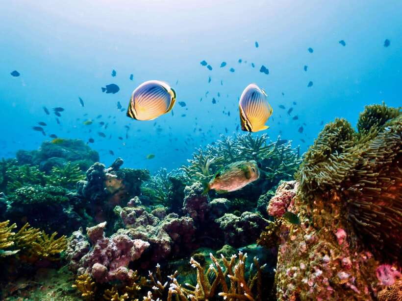 Ko Lanta: Snorkeling Adventure Tour to Koh Rok and Koh Haa - Who This Tour Fits Best (and Who Should Skip It)
