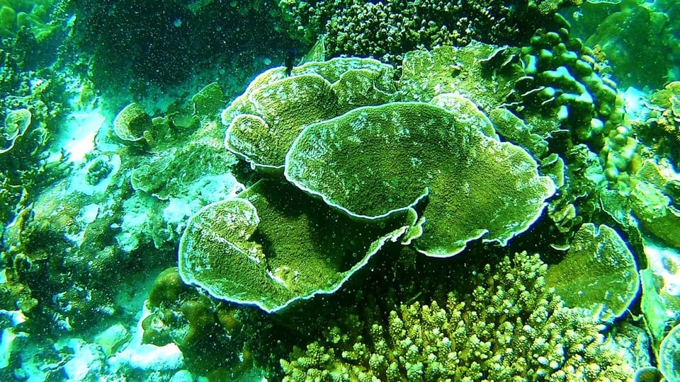 Ko Lipe: East Zone Snorkeling Trip by Longtail Boat - Longtail boat rides: fun travel time, not just a commute