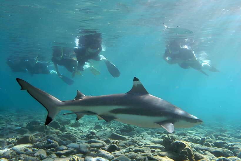 Ko Phi Phi Don: Speedboat Day Trip with Shark Snorkeling - Key highlights worth your attention