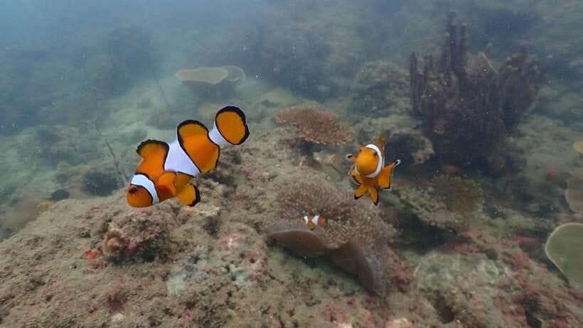 Ko Phi Phi Don: Speedboat Day Trip with Shark Snorkeling - Phi Phi Islands Snorkeling Loop: More Reef Time, More Chances