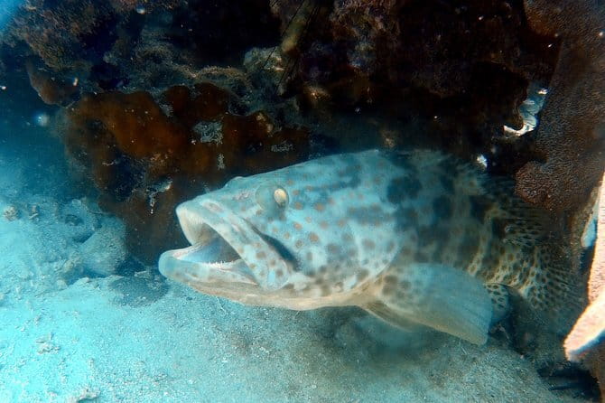 Ko Samet 5 or 6 Islands Snorkeling Tour with Lunch option - The Food, Drinks, and Free Underwater Photos That You Actually Use