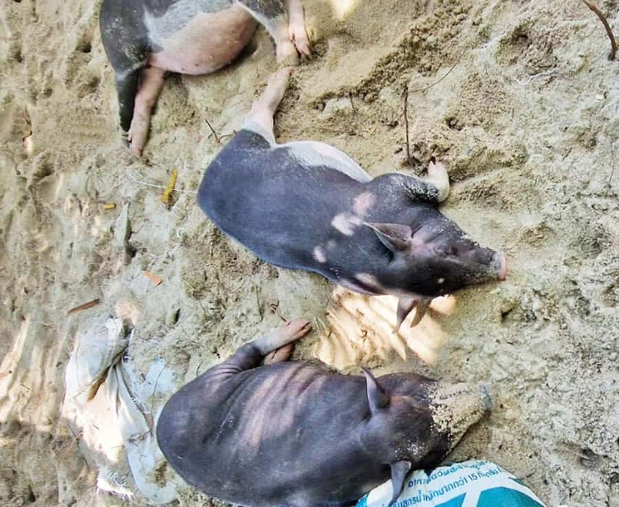 Ko Samui: Pig Island Snorkeling and Koh Tan Speedboat Tour - Lunch and downtime: what “Thai lunch on the beach” really feels like