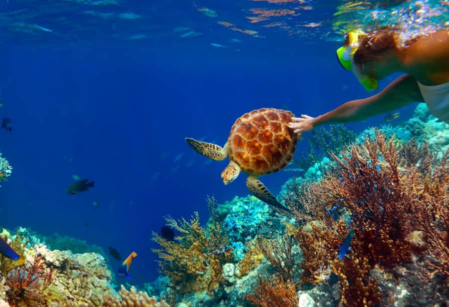 Ko Samui: Unique Ko Tao & Ko Nang Yuan Snorkeling Day Trip - Who this trip suits (and who should skip it)