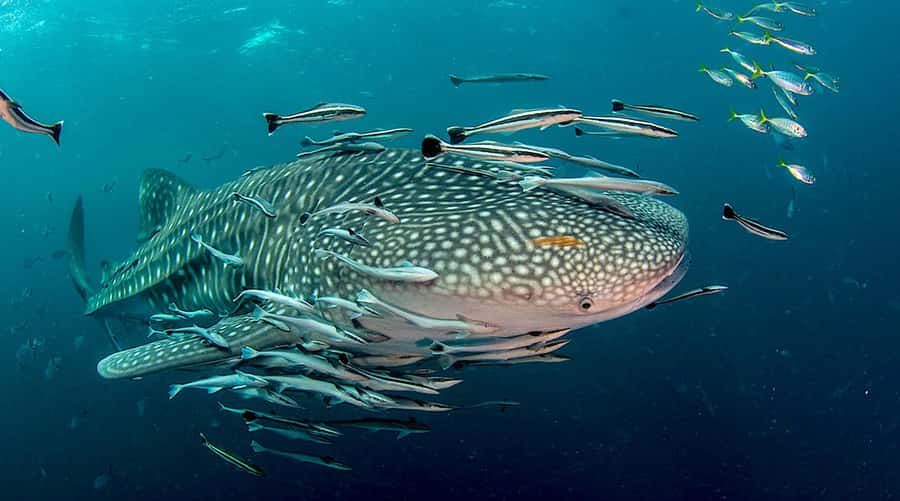 Ko Tao: Open Water Scuba Diving 4-Day Course - Classroom to Comfort: The Pool Sessions That Teach You to Breathe Easy