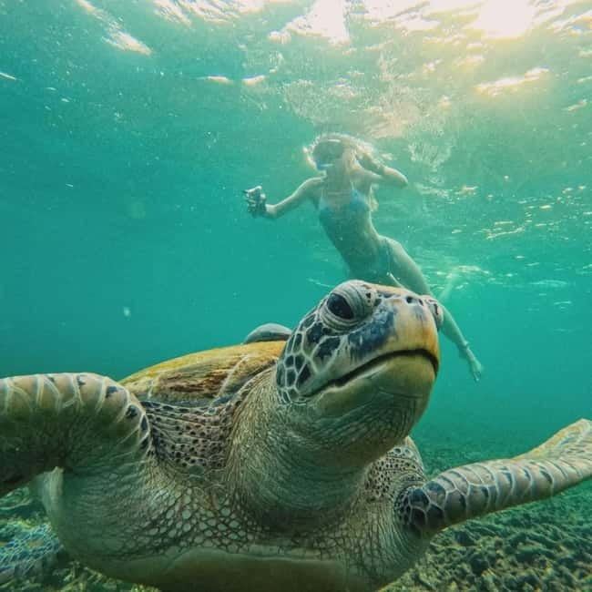 Ko Tao: Tao-Nangyuan Snorkeling Day Trip with Meals & Sunset - Japanese Gardens: where the snorkeling starts feeling serious
