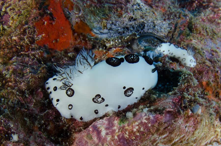 Koh Chang: 1-Day Dive Trip to Top Underwater Sites - Underwater photos: optional camera rental with an easy payoff