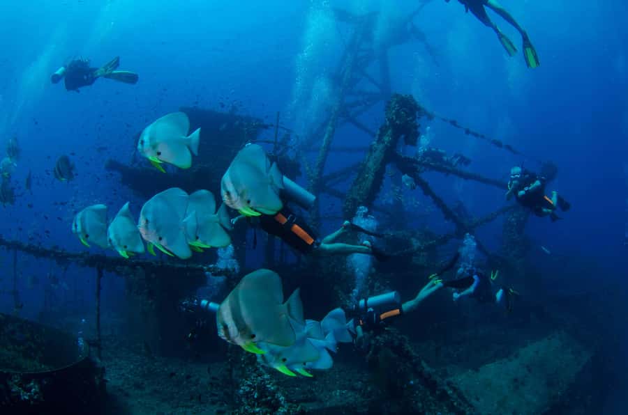 Koh Chang: 1-Day Dive Trip to Top Underwater Sites - Koh Rang Marine Park reefs: the colorful half of the trip
