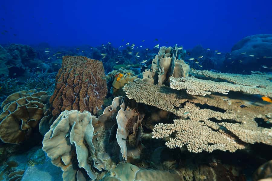 Koh Chang: 1-Day Dive Trip to Top Underwater Sites - Boat time, lunch, and why this tour doesn’t feel rushed