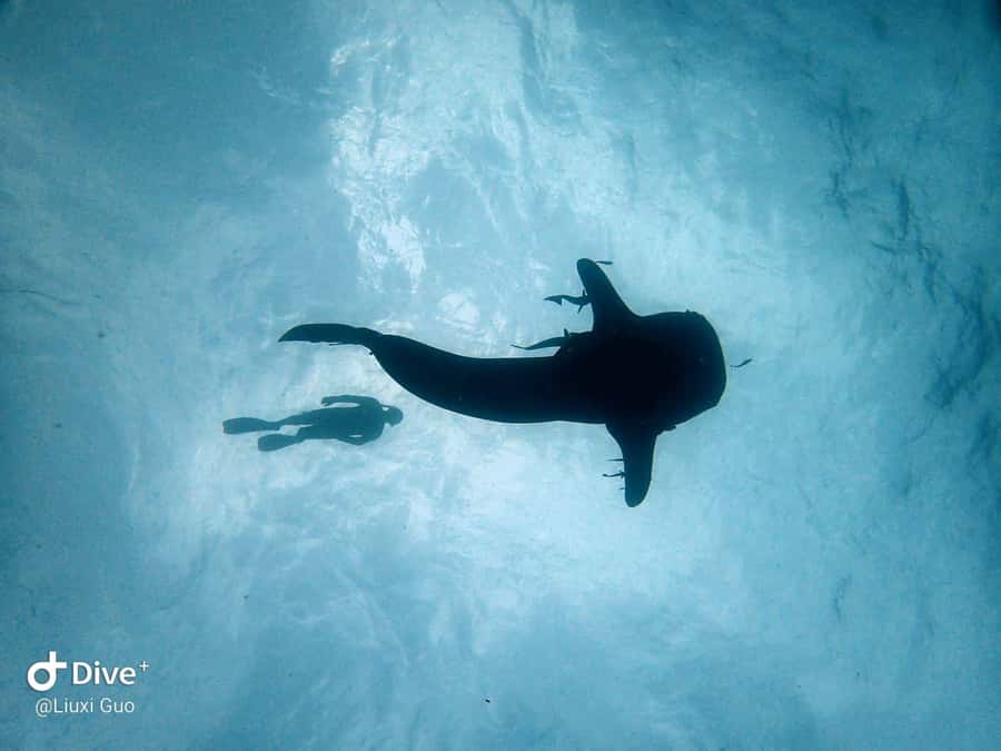 Koh Chang: 1-Day Dive Trip to Top Underwater Sites - Guides, gear, and communication that actually helps