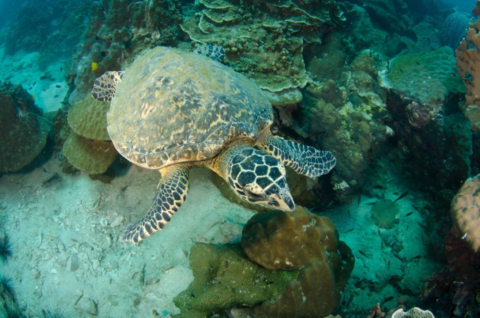 Koh Chang: 1-Day Dive Trip to Top Underwater Sites - Price breakdown: what you’re really paying for at $112