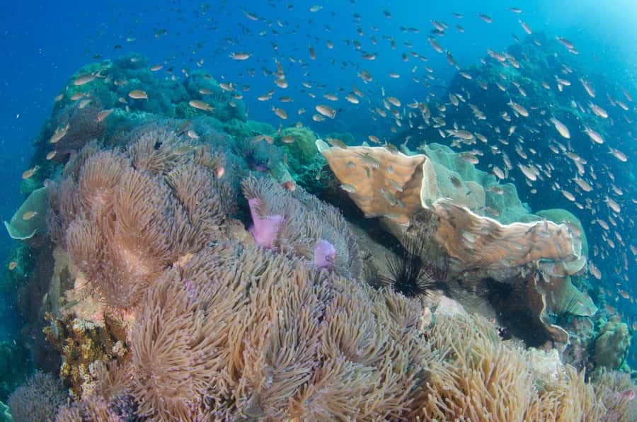 Koh Chang: 3-Day PADI Open Water Scuba Dive Course - Key Things That Make This Course Worth It
