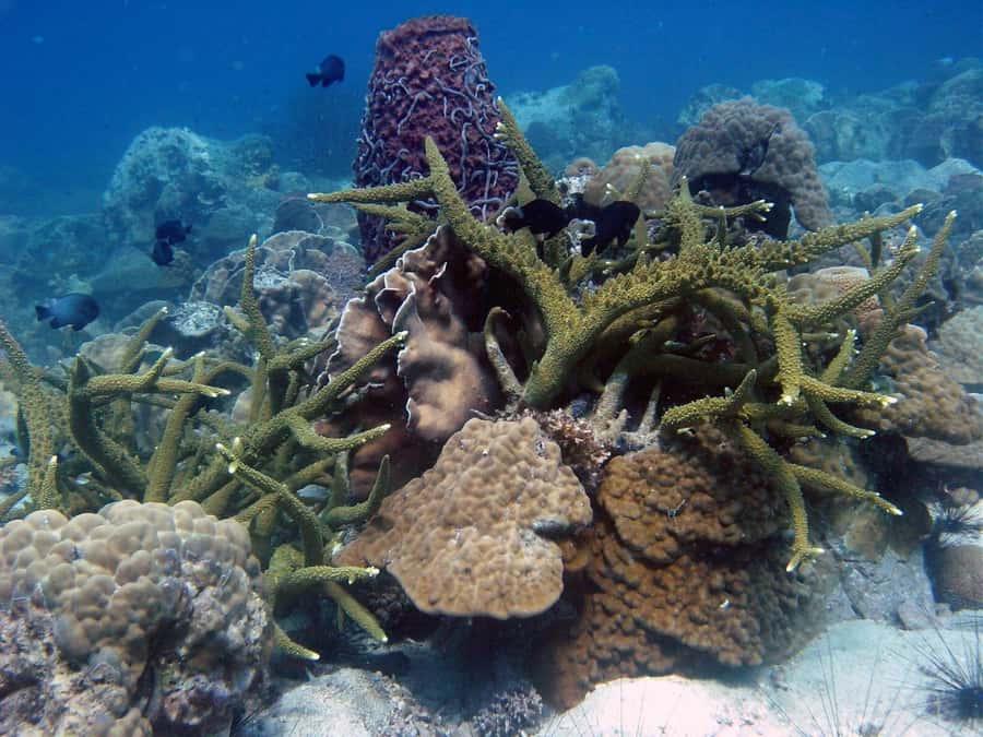 Koh Chang: Discover Scuba Diving for Beginners with 2 Dives - Koh Rang and Ko Yak Lek: your surface breaks and wildlife time