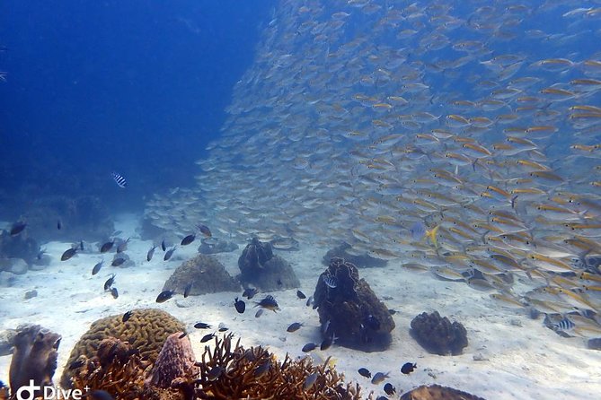 Koh Chang Dive Trip Including 3 Dives (Start at Koh Chang) - Why Koh Chang’s wreck and reefs fit together so well