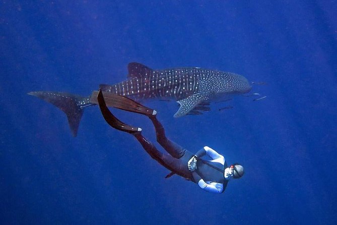 Koh Chang Freedive Trip ( Start at Koh Chang) - Buddy requirement and your options for instructor support