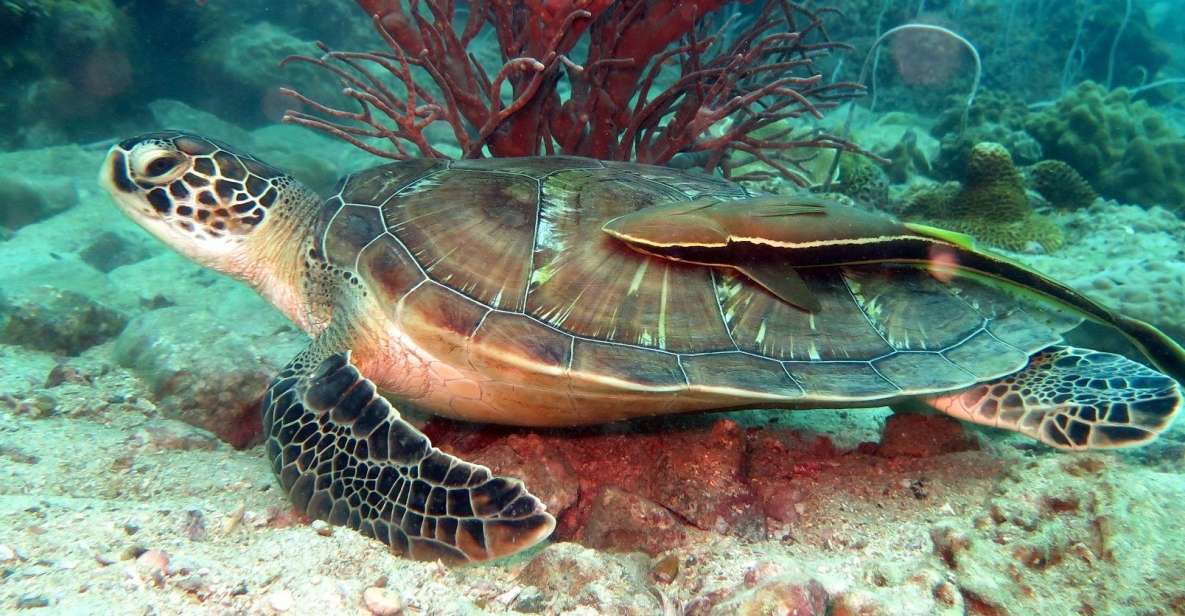 Koh Chang: Half-Day Snorkeling Adventure on a Speedboat - The 9 AM speedboat run: fast travel that changes how you experience the island