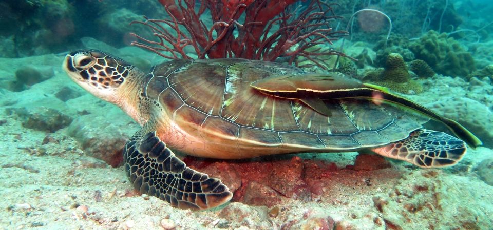 Koh Chang: Snorkeling Trip to Reefs or Wrecks with Lunch - Key highlights that matter in real life
