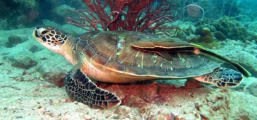 Koh Kood: Discover Scuba Diving for Beginners with 2 Dives - Gear and Instructor Support: What’s Included and What It Means for You