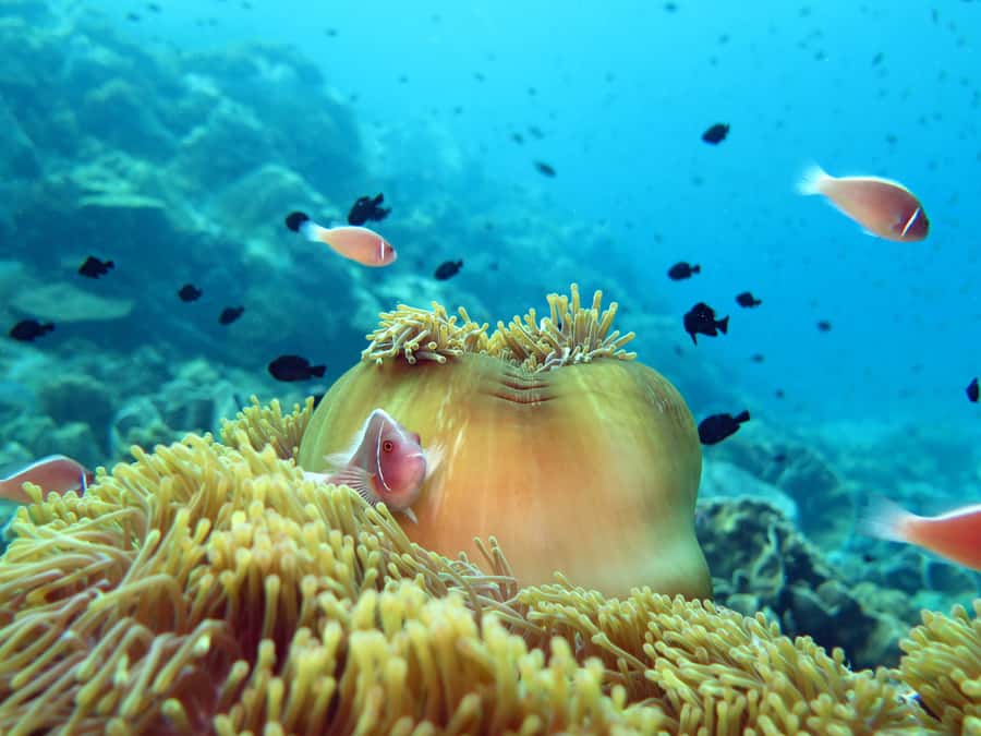 Koh Kood: Discover Scuba Diving for Beginners with 2 Dives - The Small-Group Feel and the Reef Payoff