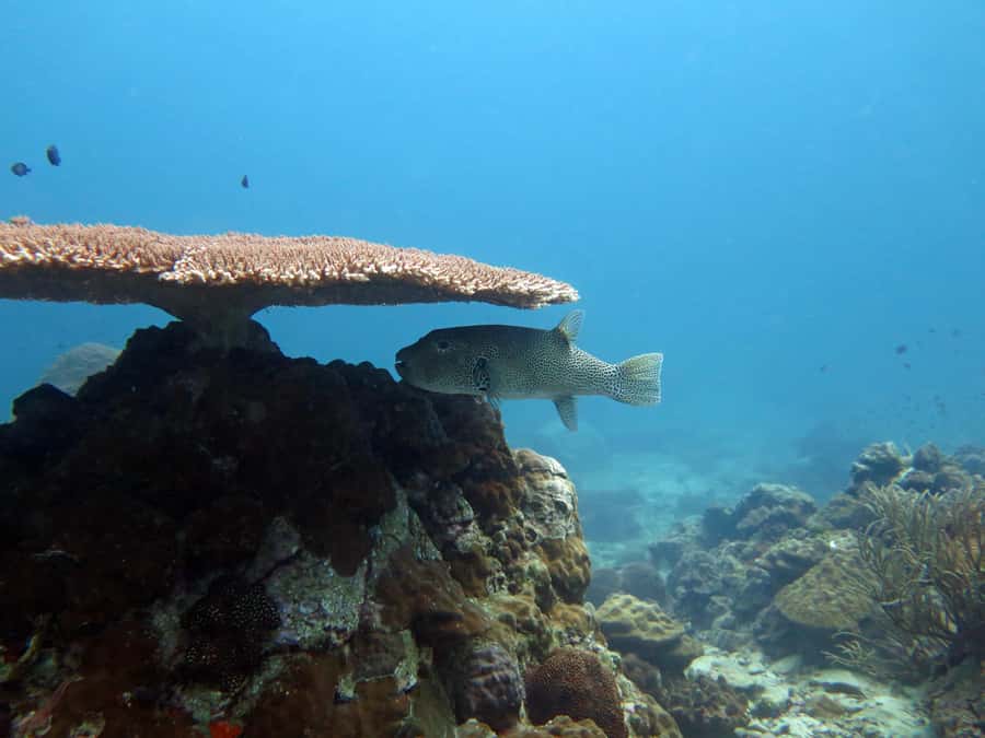 Koh Kood: Discover Scuba Diving for Beginners with 2 Dives - The Shallow-Water Skills That Make Your Reef Time Easier
