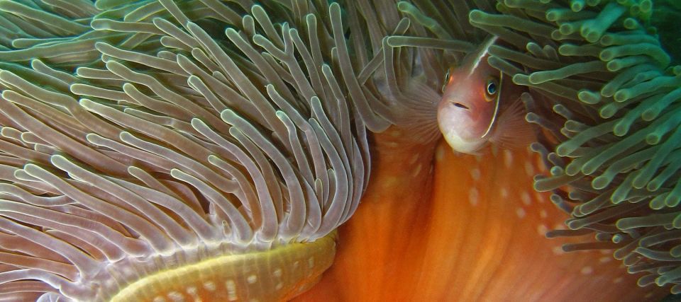 Koh Kood: Discover Scuba Diving for Beginners with 2 Dives - Two Underwater Sessions: More Chances to Get It Right