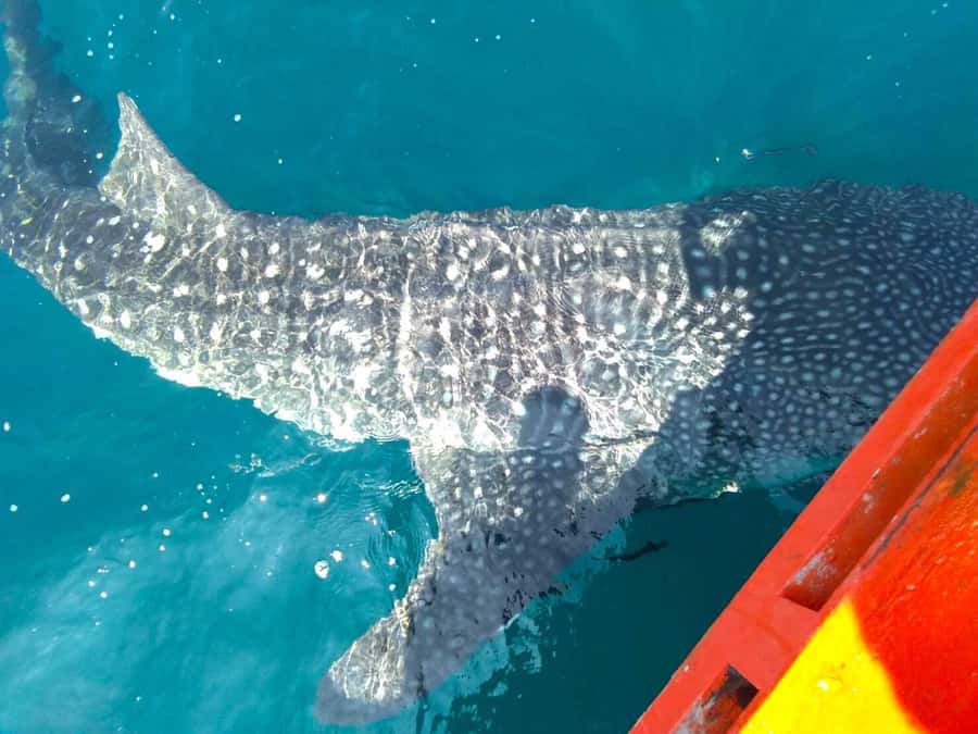 Koh Kood: Discover Scuba Diving for Beginners with 2 Dives - The Lunch Break: Non-Spicy Food + Fruit for a Reset