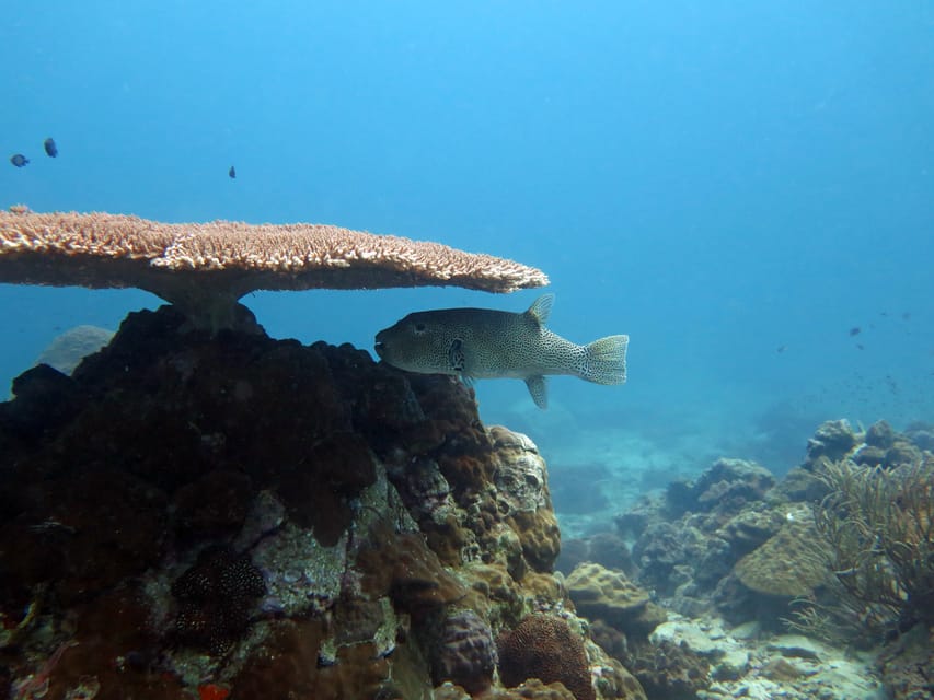 Koh Kood or Koh Rang: Snorkeling Day Trip with Buffet Lunch - 9 AM Departure, Covered-Boat Comfort, and 3 Snorkeling Stops