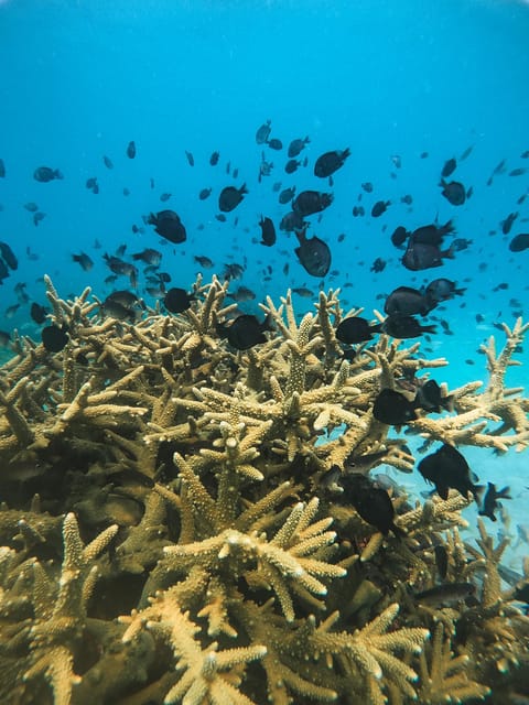 Koh Kood or Koh Rang: Snorkeling trip with lunch & transfer - Key things I’d circle on your plan