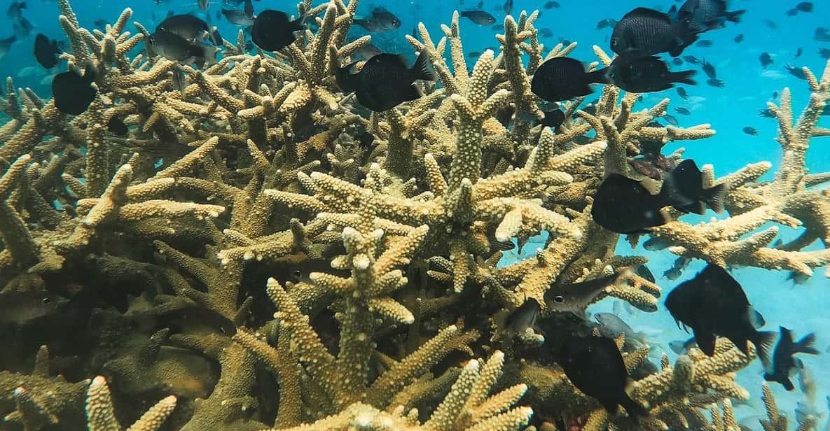 Koh Kood or Koh Rang: Snorkeling trip with lunch & transfer - Getting there: private transfer and a straightforward 9 a.m. start
