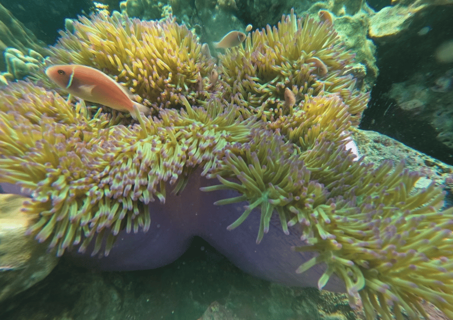 Koh Kood: Snorkeling Speedboat Tour with Lunch and Transfer - Should You Book Koh Kood: Snorkeling Speedboat Tour With Lunch and Transfer?