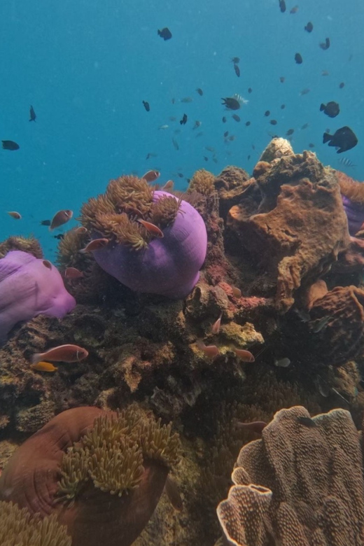 Koh Kood: Snorkeling Speedboat Tour with Lunch and Transfer - Price and Value: Why $41 Can Be a Smart Buy for a 4-Hour Day
