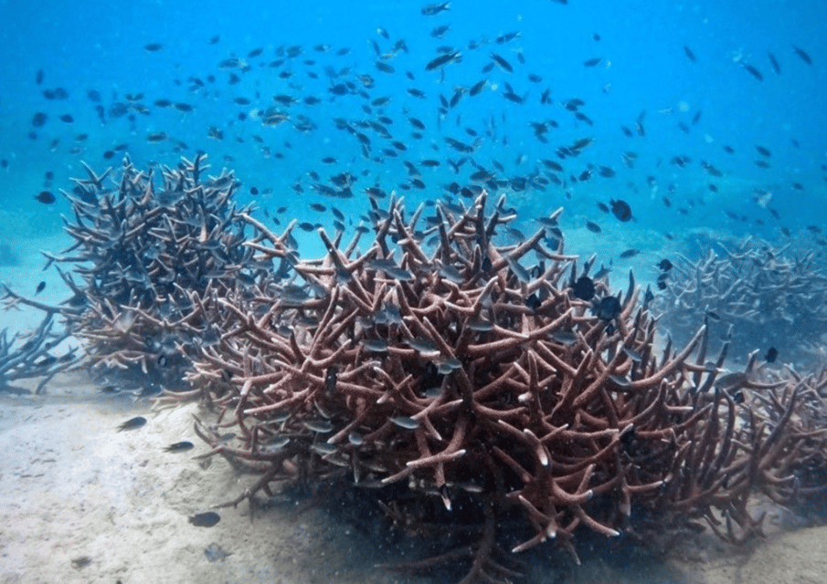 Koh Kood: Snorkeling Speedboat Tour with Lunch and Transfer - Comfort, Pace, and Small Practical Issues You Should Plan For