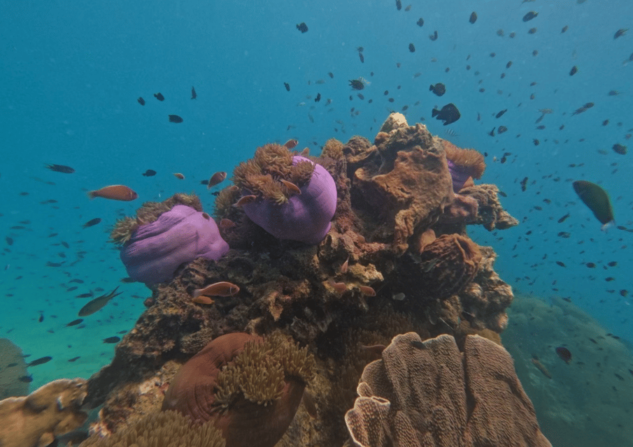 Koh Kood: Snorkeling Speedboat Tour with Lunch and Transfer - Who This Tour Is Best For (and Who Should Skip It)