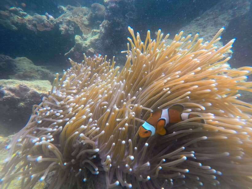 Koh Lanta: 4-Island Adventure Tour to Emerald Cave - Koh Chuak: another reef snorkel with a smaller-island feel