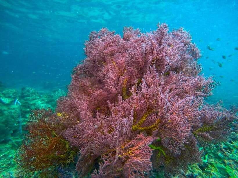 Koh Lanta: 4 Islands and Emerald Cave Snorkeling Trip - Who should book, and who should skip this Koh Lanta day trip