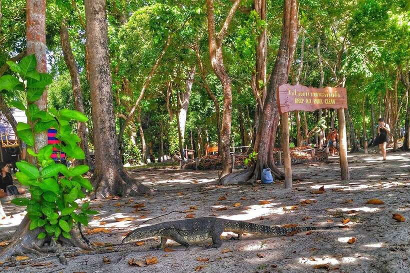 Koh Lanta: Adventure Sea Tour to Koh Rok and Koh Haa - Ao Man Sai and the Koh Rok beaches: real downtime on white sand