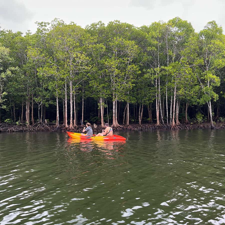 Koh Lanta: Amazon Mangrove Kayaking Tour With Lunch - Kayaking Through Mangrove Shade: What You’ll Actually Do